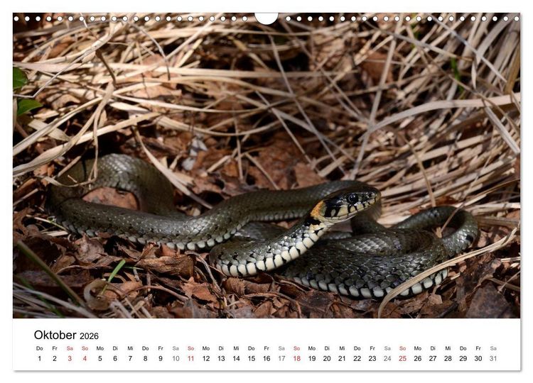 Produktbild: Heimische Tierwelt (Wandkalender 2026 DIN A3 quer), CALVENDO Monatskalender