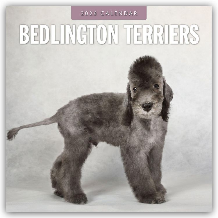 Produktbild: Bedlington Terrier &ndash; Bedlington Terriers 2026 &ndash; 16-Monatskalender