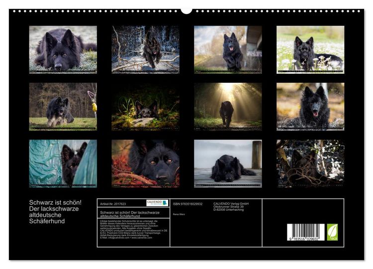 Produktbild: Schwarz ist sch&ouml;n! Der lackschwarze altdeutsche Sch&auml;ferhund (hochwertiger Premium Wandkalender 2026 DIN A2 quer), Kunstdruck in Hochglanz