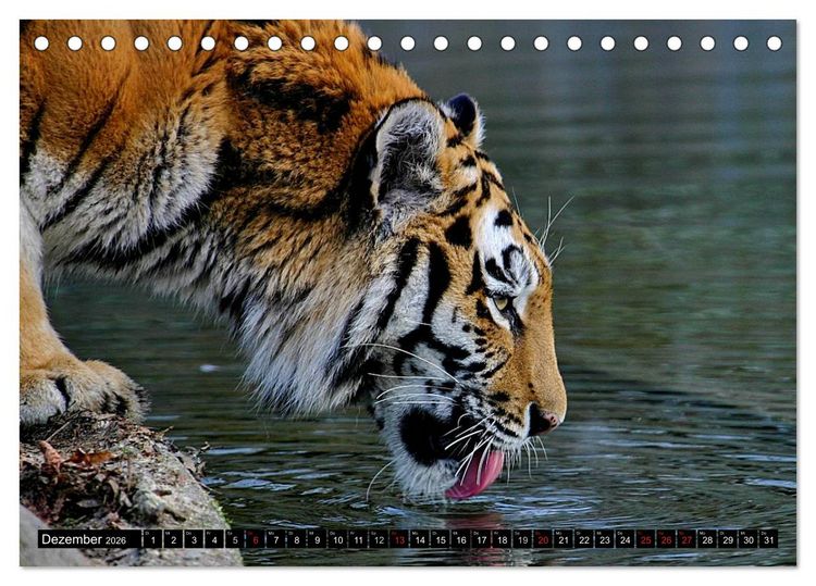 Produktbild: Tiger - die leisen J&auml;ger des Dschungels (Tischkalender 2026 DIN A5 quer), CALVENDO Monatskalender