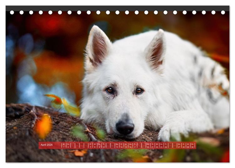 Produktbild: H&uuml;tehunde - H&uuml;ter der Herzen (Tischkalender 2026 DIN A5 quer), CALVENDO Monatskalender