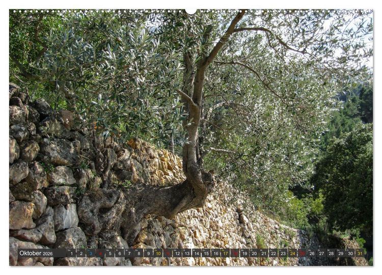 Olivenbume auf Mallorca - Die Schnheit des Alters (hochwertiger Premium  Wandkalender 2026 DIN A2 quer), Kunstdruck in Hochglanz" kaufen