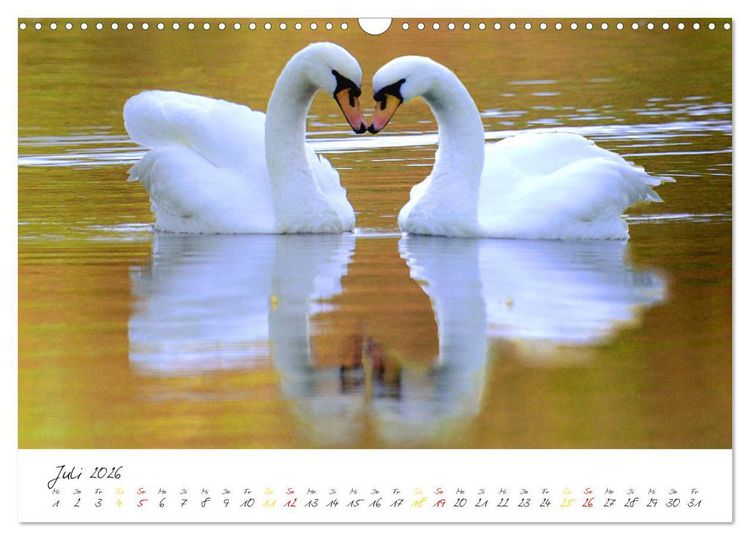 Produktbild: Schw&auml;ne, Liebe f&uuml;r die Ewigkeit (Wandkalender 2026 DIN A3 quer), CALVENDO Monatskalender
