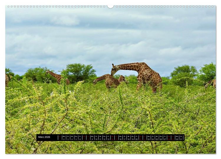 Produktbild: Afrika - Vielfalt in Flora und Fauna (Wandkalender 2026 DIN A2 quer), CALVENDO Monatskalender