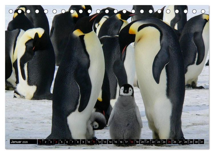 Produktbild: Pinguine - Watscheln im festlichen Kleid (Tischkalender 2026 DIN A5 quer), CALVENDO Monatskalender