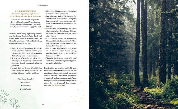 Produktbild: Zaubernuss und Waldmagie &ndash; Naturmomente f&uuml;r deine Seele