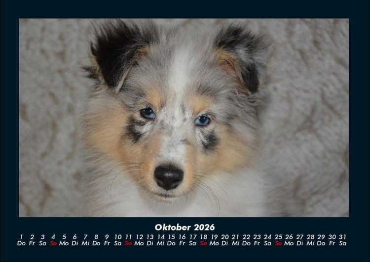 Produktbild: Hunde 2026 Fotokalender DIN A4