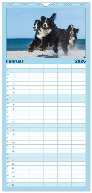 Produktbild: Familienplaner 2026 - Berner Sennenhund 2026 mit 5 Spalten (Wandkalender, 21 x 45 cm) CALVENDO