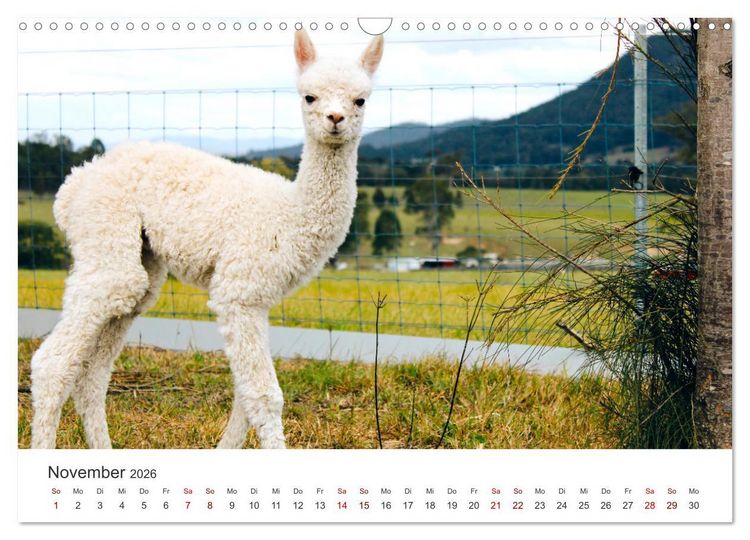 Produktbild: Lamas und Alpakas - Die weichen Neuweltkamele. (Wandkalender 2026 DIN A3 quer), CALVENDO Monatskalender