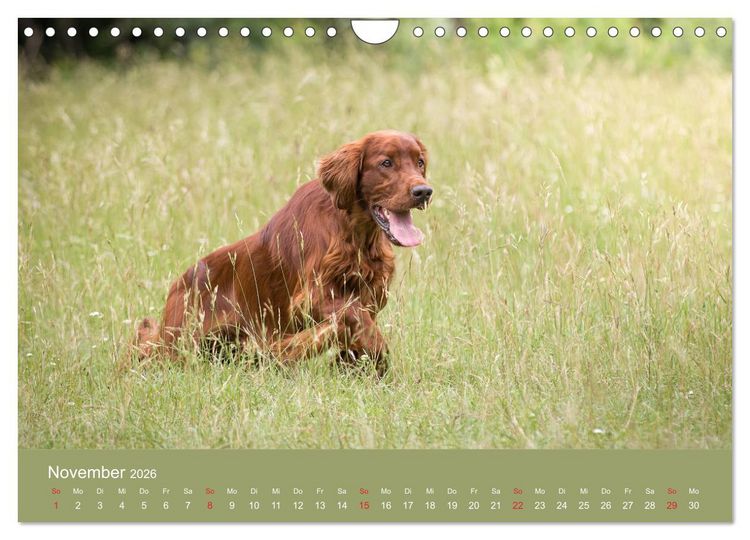 Produktbild: Setter - Geliebter Freund und Jagdkamerad (Wandkalender 2026 DIN A4 quer), CALVENDO Monatskalender