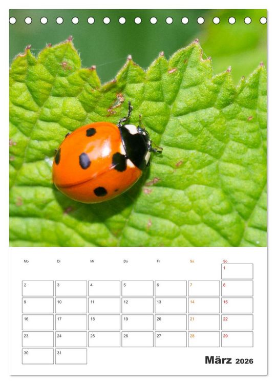 Produktbild: Kleines Gl&uuml;ck ganz gro&szlig;: Marienk&auml;fer! (Tischkalender 2026 DIN A5 hoch), CALVENDO Monatskalender
