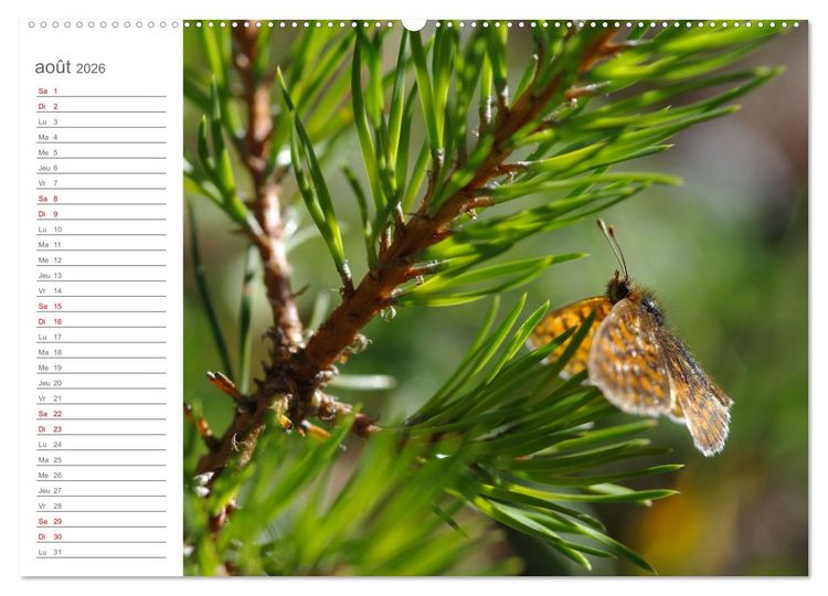 Produktbild: Dans le jardin des papillons (Calendrier mural 2026 DIN A2 vertical), CALVENDO calendrier mensuel