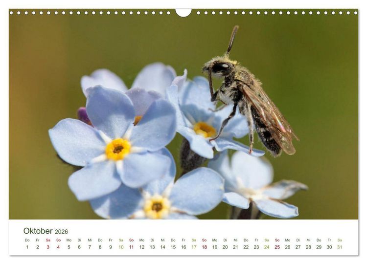 Produktbild: Wildbienen im Garten (Wandkalender 2026 DIN A3 quer), CALVENDO Monatskalender