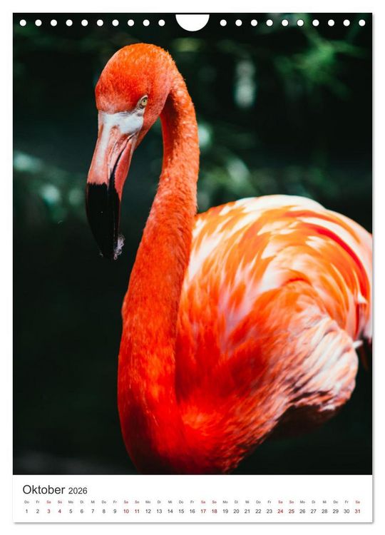Produktbild: Flamingos in rosa Federpracht. (Wandkalender 2026 DIN A4 hoch), CALVENDO Monatskalender