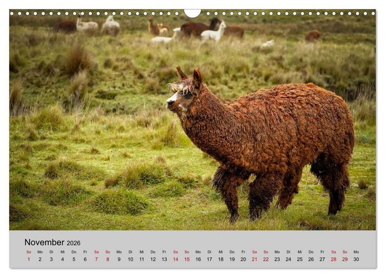 Produktbild: Unter Lamas und Alpakas (Wandkalender 2026 DIN A3 quer), CALVENDO Monatskalender
