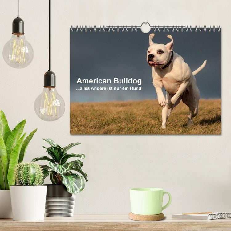 Produktbild: American Bulldog - alles Andere ist nur ein Hund (Wandkalender 2026 DIN A4 quer), CALVENDO Monatskalender