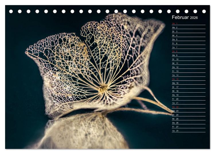 Produktbild: Die Hortensie und ihre vielen Gesichter (Tischkalender 2026 DIN A5 quer), CALVENDO Monatskalender