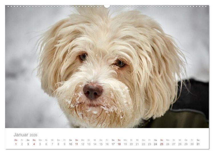 Produktbild: Havaneser - Herz aus Gold (hochwertiger Premium Wandkalender 2026 DIN A2 quer), Kunstdruck in Hochglanz