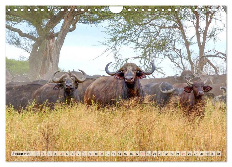 Produktbild: Tansania. Impressionen aus Ostafrika (Wandkalender 2026 DIN A4 quer), CALVENDO Monatskalender