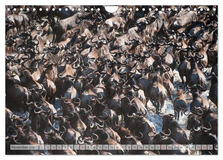 Produktbild: Emotionale Momente: Afrika Wildlife Part 2 / CH-Version (Wandkalender 2026 DIN A4 quer), CALVENDO Monatskalender