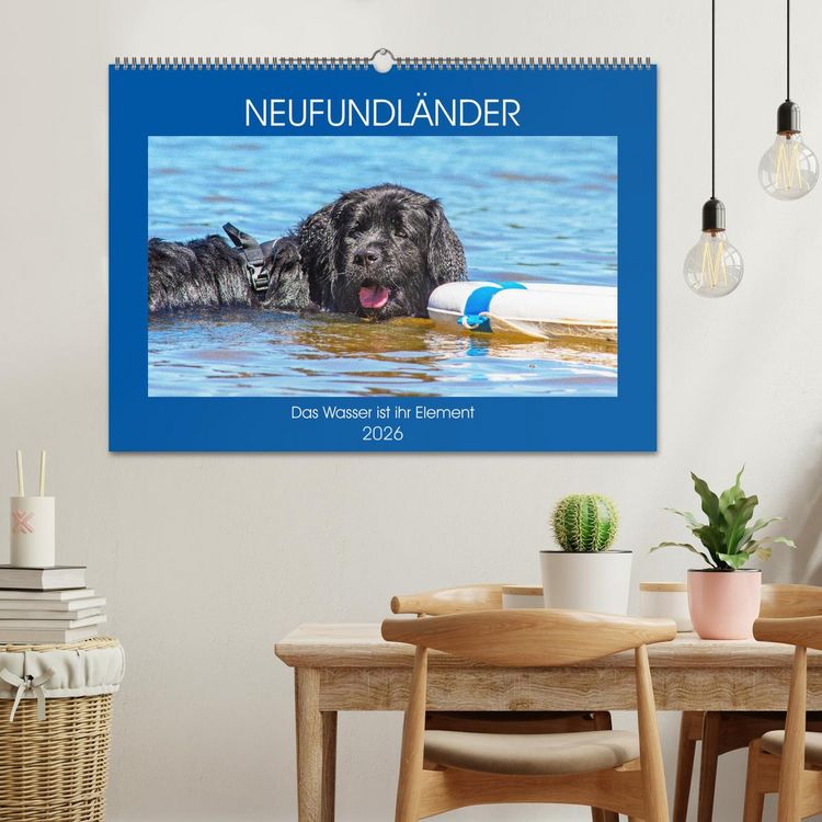 Produktbild: Neufundl&auml;nder - Das Wasser ist ihr Element (Wandkalender 2026 DIN A2 quer), CALVENDO Monatskalender