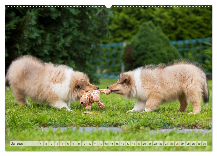 Produktbild: Collie - Das Gl&uuml;ck hat 4 Pfoten (Wandkalender 2026 DIN A2 quer), CALVENDO Monatskalender