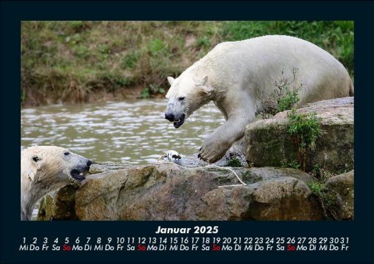 Produktbild: Pinguine & Eisb&auml;ren 2025 Fotokalender DIN A5