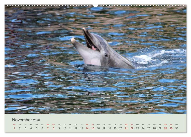Produktbild: Die Welt der Delphine (Wandkalender 2026 DIN A2 quer), CALVENDO Monatskalender