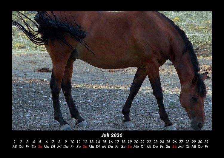 Produktbild: Pferde Kalender 2026 Fotokalender DIN A3