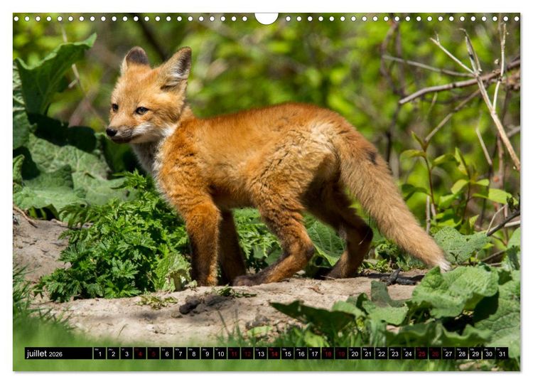 Produktbild: LE PETIT ROUQUIN (Calendrier mural 2026 DIN A3 vertical), CALVENDO calendrier mensuel