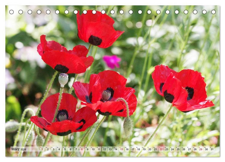 Produktbild: Es bl&uuml;ht im Sommer (Tischkalender 2026 DIN A5 quer), CALVENDO Monatskalender