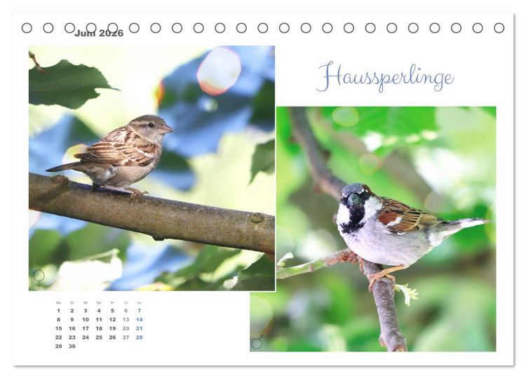 Produktbild: Vogel-P&auml;rchen (Tischkalender 2026 DIN A5 quer), CALVENDO Monatskalender
