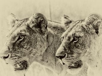 Produktbild: CALVENDO Puzzle Safari - auf Katzensuche | 1000 Teile Lege-Gr&ouml;&szlig;e 64x48cm Foto-Puzzle f&uuml;r gl&uuml;ckliche Stunden