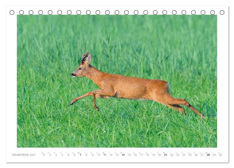 Produktbild: Un an avec des chevreuils (Calendrier de bureau 2027 DIN A5 vertical), CALVENDO calendrier mensuel