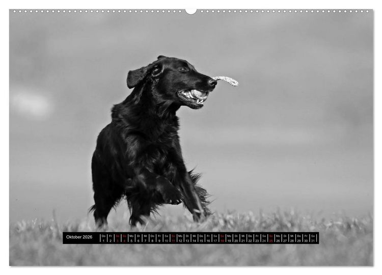 Produktbild: Flatcoated Retriever Black Edition (hochwertiger Premium Wandkalender 2026 DIN A2 quer), Kunstdruck in Hochglanz