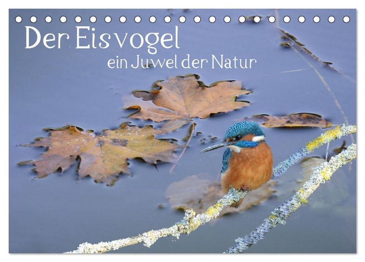 Produktbild: Der Eisvogel, ein Juwel der Natur (Tischkalender 2026 DIN A5 quer), CALVENDO Monatskalender