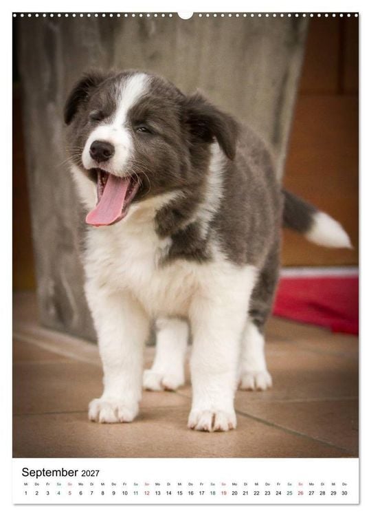 Produktbild: Border Collie Zuckerschnuten (hochwertiger Premium Wandkalender 2027 DIN A2 hoch), Kunstdruck in Hochglanz