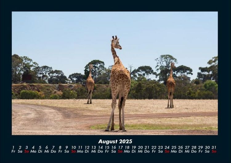 Produktbild: Giraffen 2025 Fotokalender DIN A4