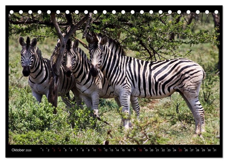 Produktbild: S&Uuml;DAFRIKA Augenblicke (Tischkalender 2026 DIN A5 quer), CALVENDO Monatskalender