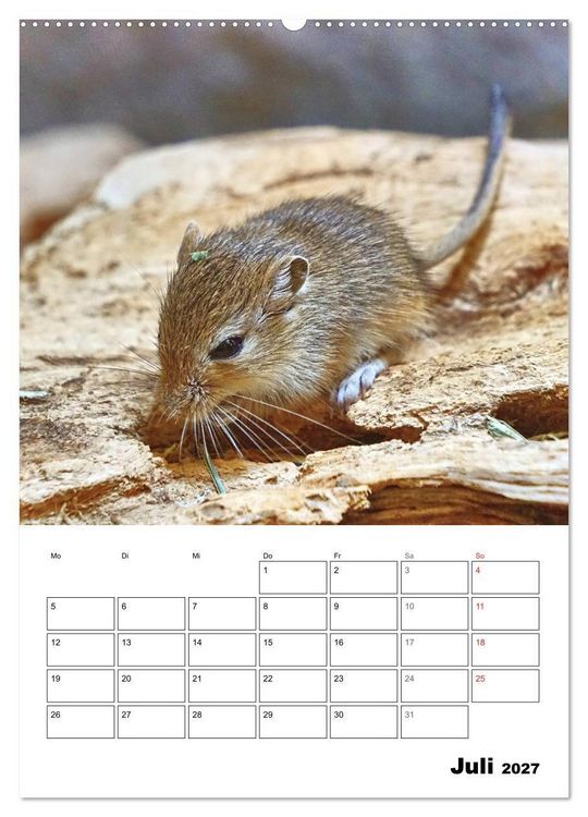 Produktbild: Mongolische Rennm&auml;use (Wandkalender 2027 DIN A2 hoch), CALVENDO Monatskalender