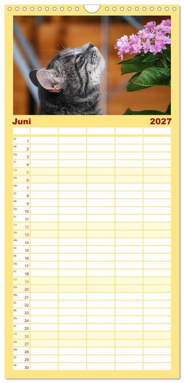 Produktbild: Familienplaner 2027 - Die Launen der Katzen 2027 mit 5 Spalten (Wandkalender, 21 x 45 cm) CALVENDO