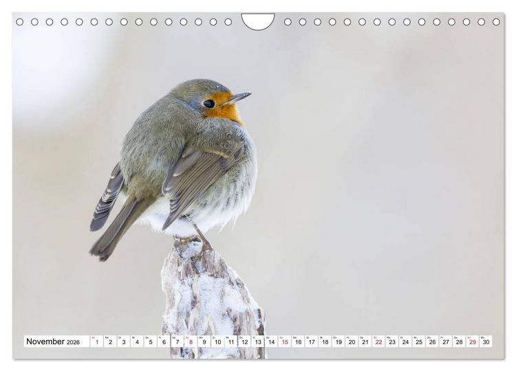 Produktbild: Geliebtes Rotkehlchen (Wandkalender 2026 DIN A4 quer), CALVENDO Monatskalender