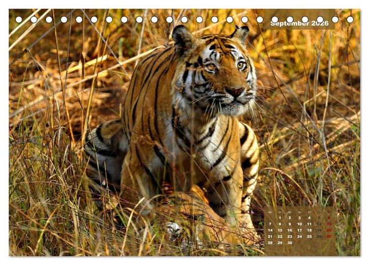 Produktbild: Wilde Tiere Indiens (Tischkalender 2026 DIN A5 quer), CALVENDO Monatskalender