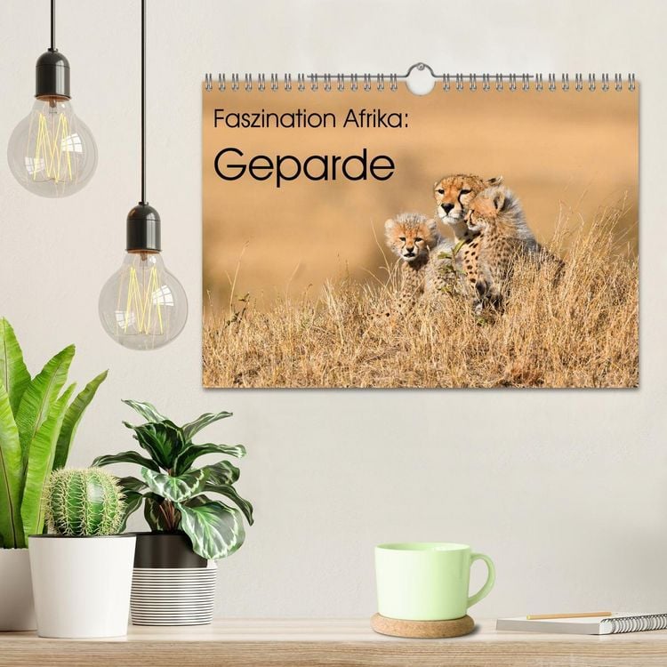 Produktbild: Faszinaton Afrika: Geparde (Wandkalender 2026 DIN A4 quer), CALVENDO Monatskalender