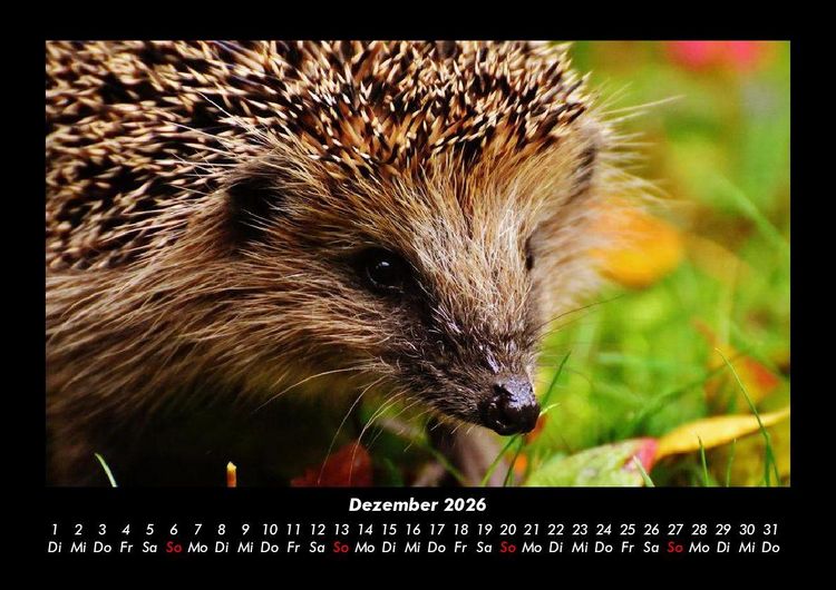 Produktbild: Tierkalender 2026 Fotokalender DIN A3