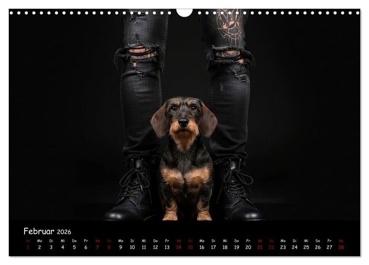 Produktbild: Coole Typen - Rauhaardackel (Wandkalender 2026 DIN A3 quer), CALVENDO Monatskalender