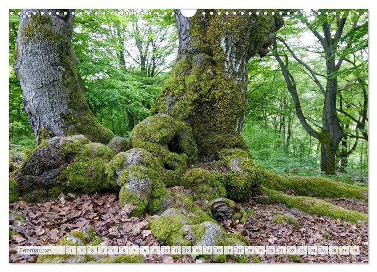 Produktbild: Hutewald Halloh - Baumriesen aus vergangenen Zeiten (Wandkalender 2027 DIN A3 quer), CALVENDO Monatskalender