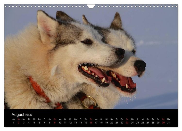 Produktbild: Huskys (Wandkalender 2026 DIN A3 quer), CALVENDO Monatskalender