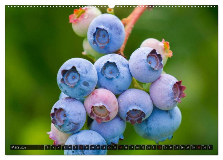 Produktbild: Superfood Blaubeere. Ich esse gerne Heidelbeeren! (Wandkalender 2026 DIN A2 quer), CALVENDO Monatskalender
