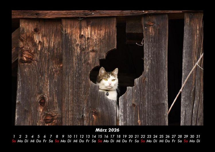 Produktbild: F&uuml;r Katzenfreunde 2026 Fotokalender DIN A3